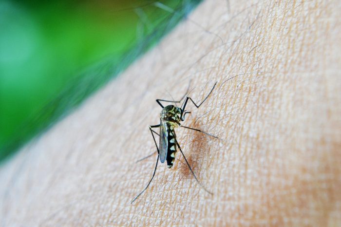 Dengue: casos crescem 72,1% este ano em relação a 2021